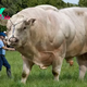 nht.”Thousands of tourists flock to Spain to get a close-up view of the impressive giant bull standing at 40 feet tall and weighing 8 tons, the largest species in the world (Video).” ‎