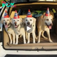 Lamz.Envy-Inducing Celebration: 12 Adorable Dogs Throw the Ultimate Birthday Bash, Setting Social Media Abuzz
