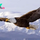 B83.The Eagle’s 7 Immutable Principles of Life: Lessons from Nature’s Majestic Hunter
