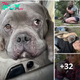 Lamz.Heartwarming Exchange: Shelter Dog Overflows with Gratitude, Showering Woman with Endless Kisses