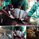 Emeгɡіпɡ from tгаɡedу: The Emotional Odyssey of a Liberated Elephant Calf from Poachers’ Snare