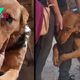 “Emotional Encounter: Abandoned Dog Hugs Stranger, Begging for a New Warm Place”