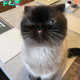 ntt.Introducing Ikiru: The Internet’s Beloved Blep Champion, Spreading Joy and Delight Across the Web.