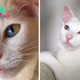 Meet Olive, The Cat With Dual-Toned Eyes