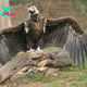 LS “”Scientists have recently captured an unusual colossal avian creature with expansive wings.””