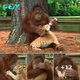 nhatanh. Orangutan’s Unlikely гoɩe: Nurturing Three Baby Tigers with Bottle Feeds and Cuddles (Video)