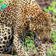 LS “””Unforeseen Results: Leopard’s Encounter with Porcupine Leaves it with a Furry Visage and Extensive Wound Care”””