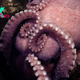 4 never-before-seen octopuses discovered in deep sea off Costa Rica