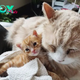“The maternal cat displayed warmth and took in a charming, endearing stray kitten, assuming both parental roles with affection. Embracing the love for kittens.” SR