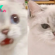 Nana The Cat Is So Expressive That She Deserves An Oscar