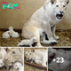 Lamz.Adorable White Lion Cubs at 14 Days Old: Witness Their First Attempts to Open Their Eyes and Call for Their Mother’s Nurturing Care! (Video)