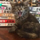 This Bookstore Is A Purrfect Place For Cat Lovers Who Love To Read