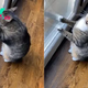 Indoor Cat Desperately Begs His Owner To Go Outside