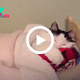 This Kitty Is Sleeping In A Tiny Human Bed Every Night (VIDEO)