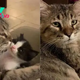 Senior Cat Dedicates The Rest Of His Life To Helping Orphaned Kittens In Need
