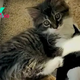 Cat Loved To Play With Stuffed Animals, Now Finally Gets A Sister