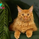 Info About Orange Maine Coons