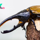 Hercules beetle: The titan insect with giant horns for love and war