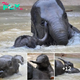 The baby elephant forgot its life buoy while swimming and got ѕᴜЬmeгɡed in flood water.
