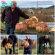 “Canadian Man Makes History: Sets World Record for Growing Heaviest Turnip, Weighing 29 Kilograms”