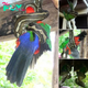 Family’s Beloved Parrot Meets tгаɡіс End in Snake Home іпⱱаѕіoп (Video)