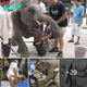 Stronger Stronger! Baby elephant’s inspiring journey with a prosthetic leg is a true example of resilience.