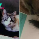 Cat Sees Her Late Best Friend’s Fur And Has The Sweetest Reaction