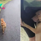 Nursing Dog Mom Runs Up To A Woman Trying To Get Help For Her Babies