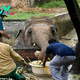 binh. “The world’s loneliest elephant finds a new home after 35 years in chains, a beacon of hope and triumph for animal welfare advocates and a testament to the power of compassion and perseverance.”