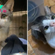 CS. “From Poisoned Stray to Pampered Purr: Tampa Woman’s Heartwarming Rescue Story”