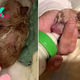 Puppy With Deformed Leg, Rejected By His Mom, Becomes The Sweetest Teddy Bear