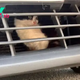 Kitten survives 500-mile journey trapped inside taxi grille