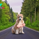 “Touching Moment: Loyal Dog Acts Kindly, Accompanying Baby on the Road, Exchanging a Comforting Kiss, Melting All Hearts”