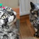 Cat’s Black Coat Turns Into A Unique Marble Fur Due To A Rare Skin Condition