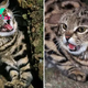 Dangerous Cat Arrives At A Zoo In Utah! Can You Decide If It Is Lethal Or Adorable?