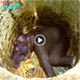 Officials in Sri Lanka rescued a baby elephant from a well, saving it from раіп and ѕᴜffeгіпɡ