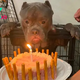 “Happy Birthday Wishes: Homeless dog celebrates first birthday with emotional moments at animal shelter”