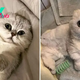 Dog Person Gets His First Cat And It Melts His Heart