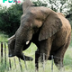 SV The amazing agility of elephants: Overcoming obstacles with grace and humor