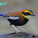 QL Bornean Banded Pitta: A Perfect Blend of Color and Grace in Nature’s Bird Masterpiece, Revealed Through Beautiful Feathers and Graceful Presence