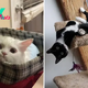 Cat Parents Share Their Furry Friends Went Full Goofball