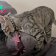 You Don’t Want To Miss This Tiny Kitty Bully His 130-Pound Canine Brother