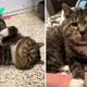 Cat Rolls All Over The Ground In Front Of His Adopters After Years Of Wandering Outside
