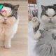 This Angry Cat Judges Everyone Who Stands In His Way