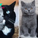 This Two-Faced Cat Becomes A Father To Kittens Sporting His Own Colors
