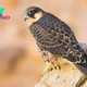 Eleonora's falcon: The raptor that imprisons birds live by stripping their feathers and stuffing them in rocks