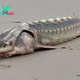 LS “”Unusual 3ft long marine ‘dinosaur’ with tough armored plating discovered washed ashore on beach”