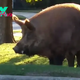 f.Fear and amazement Giant 500-pound wild boar caught red-handed in trash can (Video).f