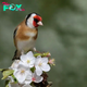 QL Enchanting Melodies in Feathered Splendor: Unveiling the Allure of the Eurasian Goldfinch