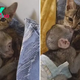 Marble The Rescue Kitten Offers Orphaned Monkey The Gentle Nurturing He Needs